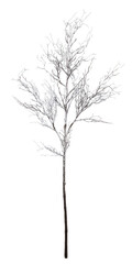 Obraz premium snow branch cut out isolated transparent background