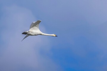 青空バックに優雅に飛ぶコハクチョウ