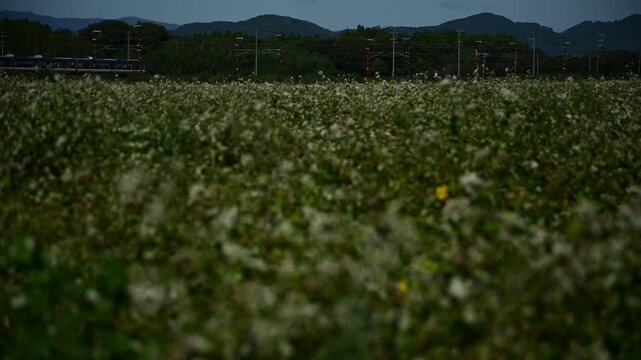 蕎麦の花咲く秋の湖北を走る223系普通列車 （北陸本線 虎姫 - 河毛, 2024年10月）