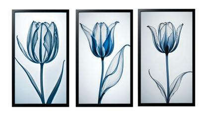 set of three vertical poster ,Minimalist blue and white tulip flower in X-ray style. Line Art. 300dpi