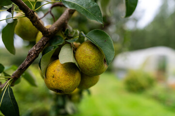 Fresh green and yellow pears hanging from a lush tree branch in a garden setting