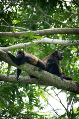 howler monkey family
