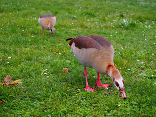 Two egyptian geese in Bonn, Germany