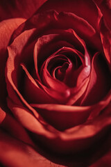 A close-up of a pink rose