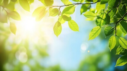 Obraz premium Nature's vibrant summer scene with lush green leaves on branches under bright sunlight.