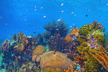 Coral reef off the coast of Roatan
