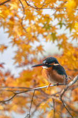 Autumn leaves and kingfishers