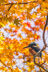 Autumn leaves and kingfishers