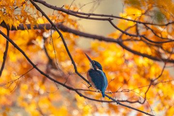 Autumn leaves and kingfishers