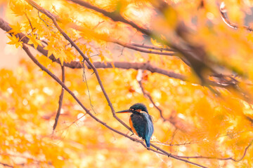 Autumn leaves and kingfishers