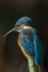 Kingfishers basking in the morning sun