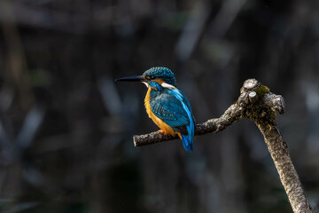 Kingfishers basking in the morning sun