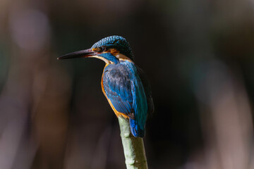 Kingfishers basking in the morning sun