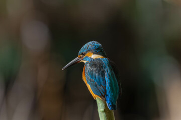 Kingfishers basking in the morning sun