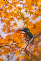 Autumn leaves and kingfishers