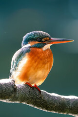 Kingfishers basking in the morning sun