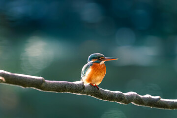 Kingfishers basking in the morning sun
