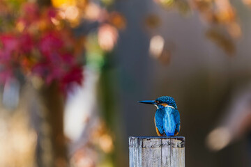 Autumn leaves and kingfishers
