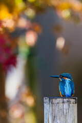 Autumn leaves and kingfishers