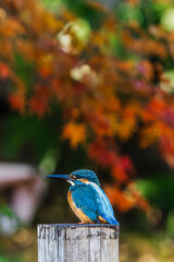 Autumn leaves and kingfishers