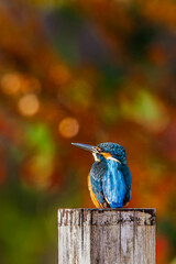 Autumn leaves and kingfishers