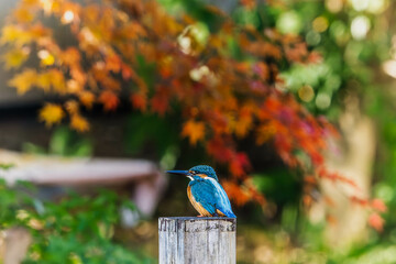 Autumn leaves and kingfishers