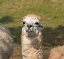 Fototapeta premium Cute alpaca with funny face relaxing on ranch in summer day