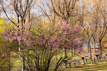 The scene of plants blooming with flowers in spring, with beautiful yellow and red spring flowers competing to bloom