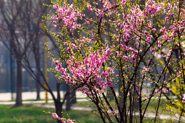 The scene of plants blooming with flowers in spring, with beautiful yellow and red spring flowers competing to bloom