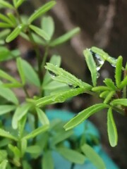 Obraz premium 水玉