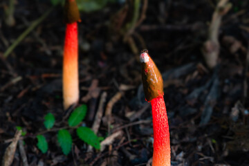 Mushrooms growing in fields with abundant humus - Red Ghost Pen