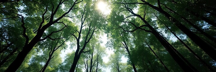 Obraz premium Dense forest canopy with sunlight filtering through leaves, foliage, outdoor