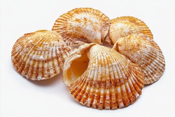Obraz premium A Close-Up View of Five Exquisite Seashells Arranged on a Pristine White Background, Showcasing their Intricate Details and Natural Beauty