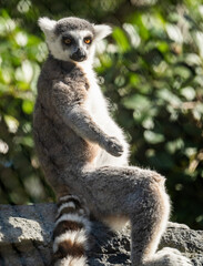 Lemur Sits On Rock And Takes In The Day