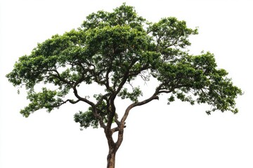 Majestic Green Tree Isolated on White Background Lush Foliage Detailed Branches Summer Nature Photography