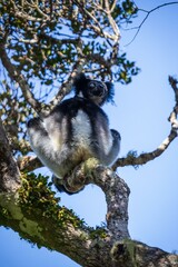 Fototapeta premium Indri Lemur Resting on the Tree in Madagascar Forest Canopy, Andasibe National Park Forest of Madagascar