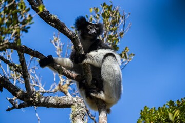 Indri Lemur Resting on the Tree in Madagascar Forest Canopy,  Andasibe National Park Forest of Madagascar