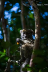 Young Bamboo Lemur Eating in the Dense Forest Canopy © Bossa Art