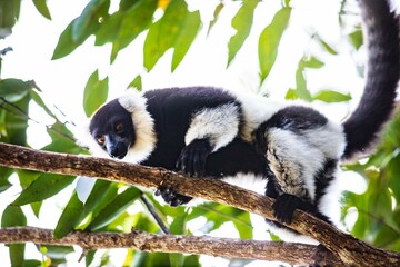 Black-and-White Ruffed Lemur Climbing in Andasibe Forest of Madagascar