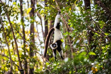 Black-and-White Ruffed Lemur Hanging Upside Down in Andasibe Forest of Madagascar © Bossa Art