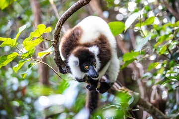 Black-and-White Ruffed Lemur Climbing in Andasibe Forest of Madagascar