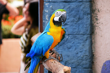 Yellow and blue feathered parrot walking on a dry tree branch at a tourist spot