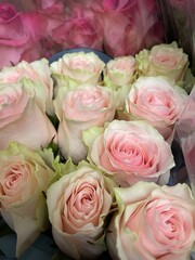 pink roses bouquet