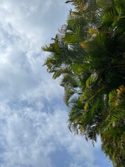 palm trees in the jungle