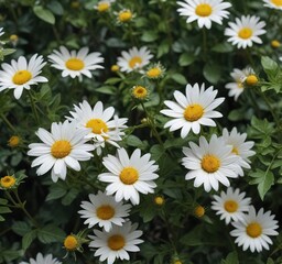 Fototapeta premium intricate details of daisybush flowers and leaves, natural world, stems, daisybush