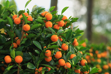 Potted plant Chinese citrus  for a happy chinese new year's decoration