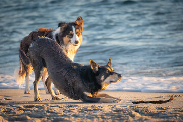dog on the beach