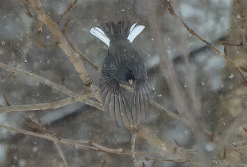 Dark eyed junco in flight in snow
