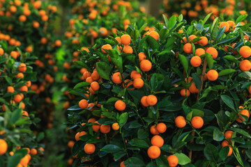 Potted plant Chinese citrus  for a happy chinese new year's decoration