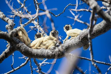 Obraz premium Verreaux Sifakas Sitting Tight on Tree Branches for Morning Warmth, Kirindy Forest, Madagascar